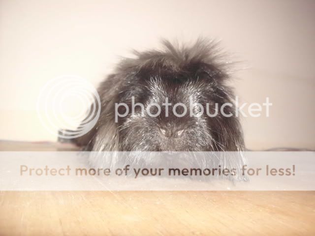 http://i727.photobucket.com/albums/ww274/biancadumi_2009/Picture2323.jpg
