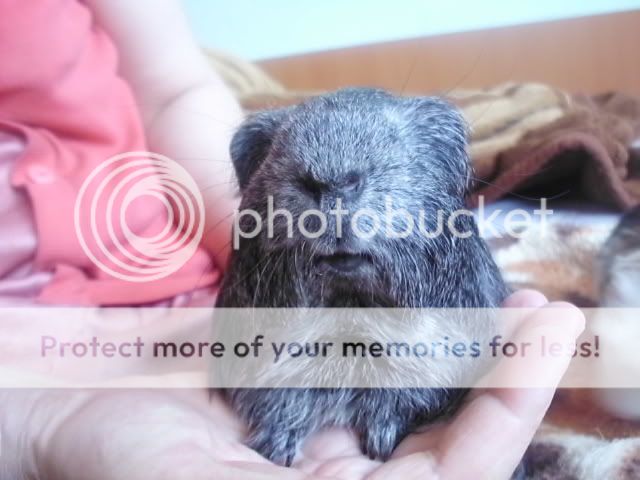 http://i727.photobucket.com/albums/ww274/biancadumi_2009/Picture328.jpg