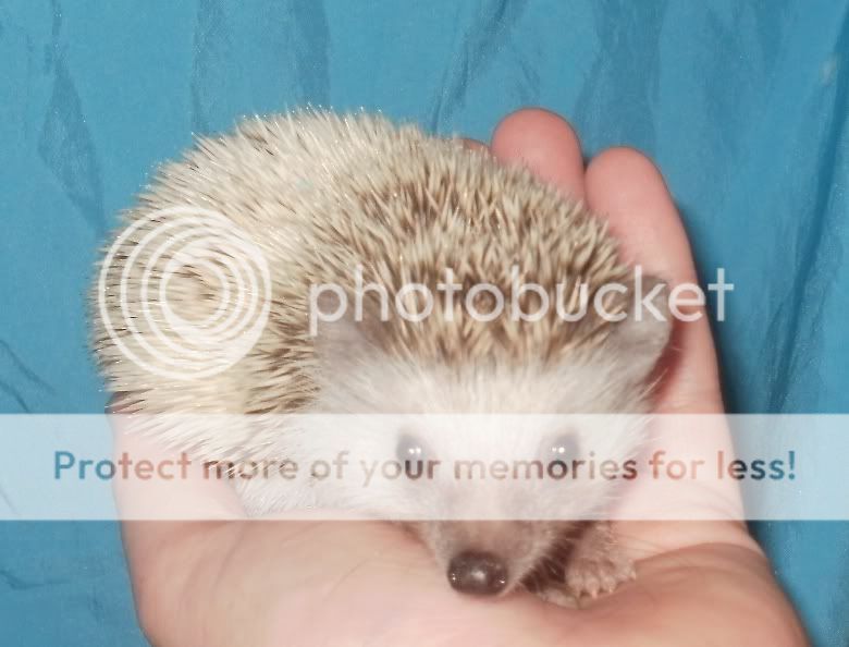 NW England Stunning Friendly African Pygmy Hedgehogs for sale!! Reptile Forums