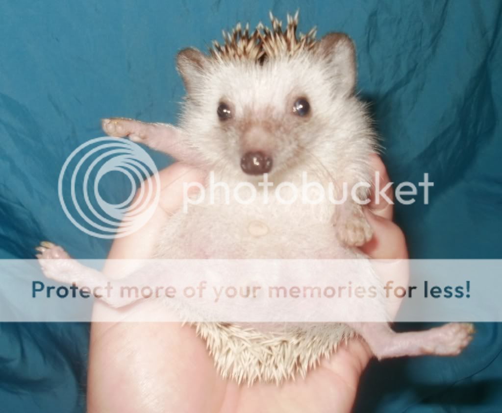 NW England Stunning Friendly African Pygmy Hedgehogs for sale!! Reptile Forums