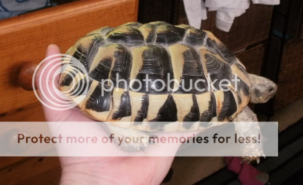 NW England Female Hermanns tortoise for sale Merseyside Reptile Forums