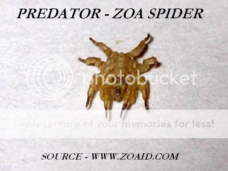 zoaspider.jpg