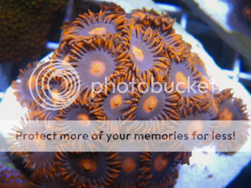 The Zoa and Paly Club Page 24 Coral Forum Forums
