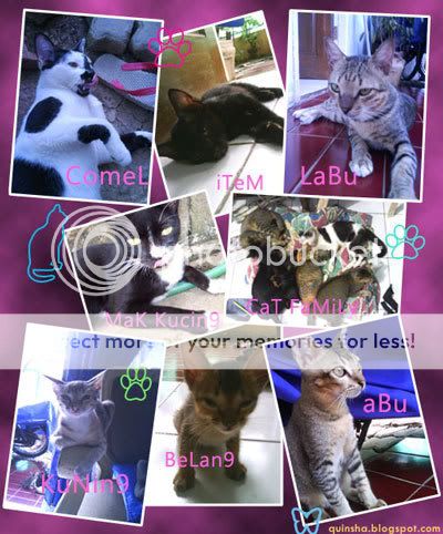 ... Kucing, Comel, Labu, Abu, Kuning, Item dan Belang,