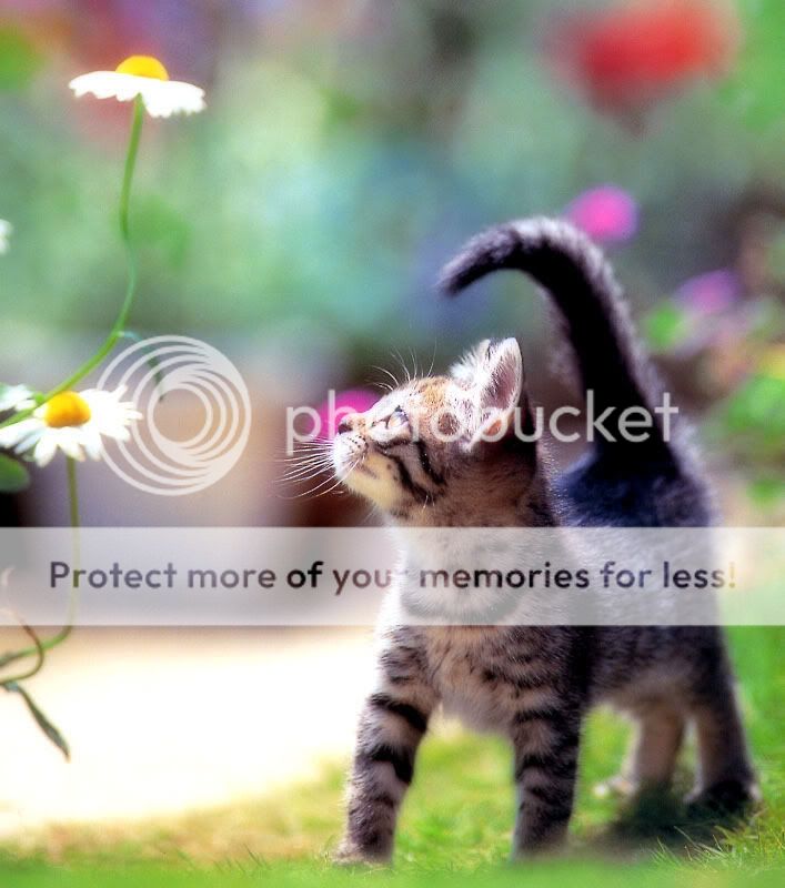 cat_cute_33.jpg cat image by katiejayneball