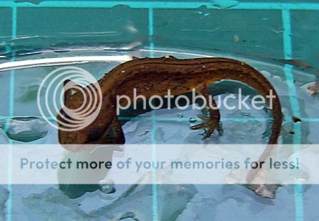 kleine watersalamader