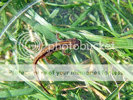 kleine watersalamander