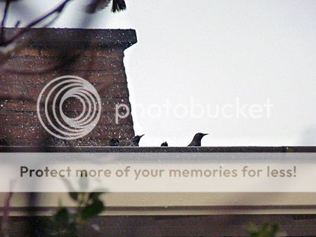 spreeuwen badderen in dakgoot