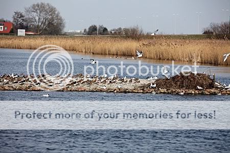 het eiland in het meer vol vogels