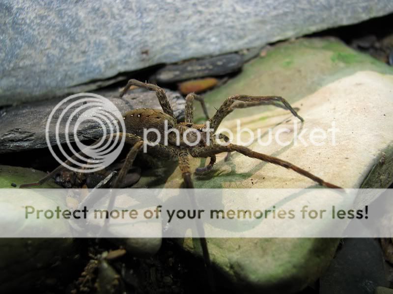 Photo of the Six Spotted Fishing in Spider from Photobucket.com user russell888.
