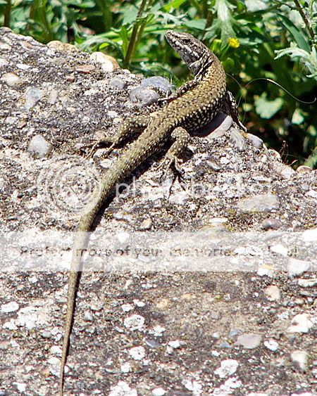 hagedis is zich aan het opwarmen