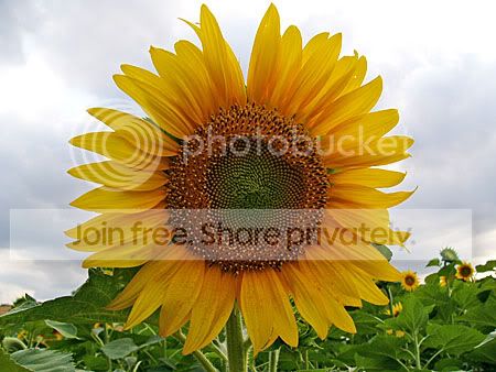 Zonnebloemen; hoezeer passen ze bij Frankrijk
