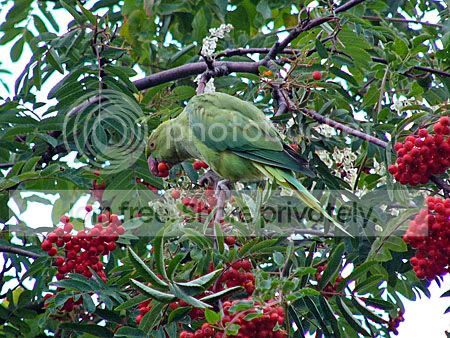Halsbandparkiet in lijsterbes
