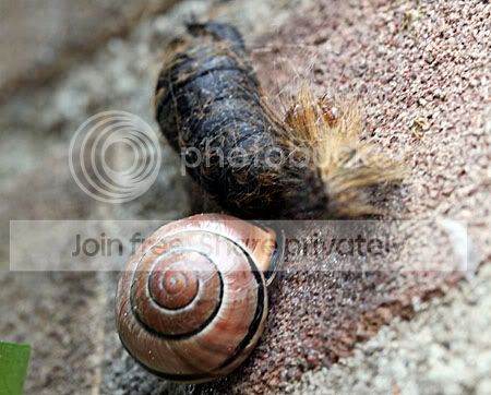 Cocon van de spanner met de rest van de laatste vervelling eraan