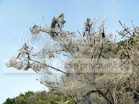 struik vol spinselmotten