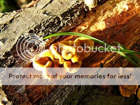 Prachtige paddenstoelen