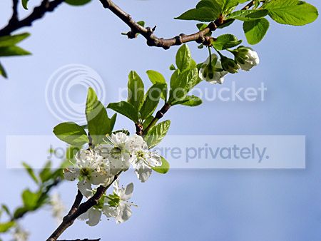 Pruim bloeit uitbundig