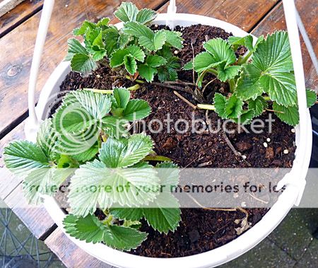 aardbeihangpot