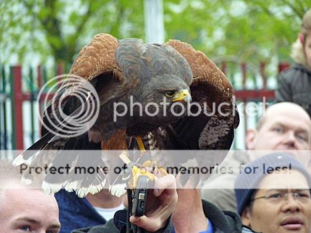 Roofvogelshow bij Avonturia Den Haag