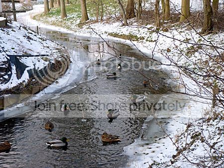 Eenden hebben wak gevonden