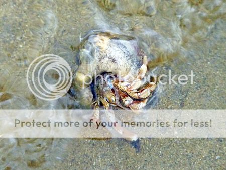 Heremietkreeft in oud slakkenhuis bij zandmotor Kijkduin