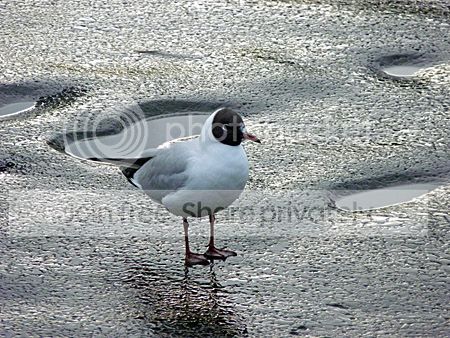 Kokmeeuw in zomerkleed op het ijs