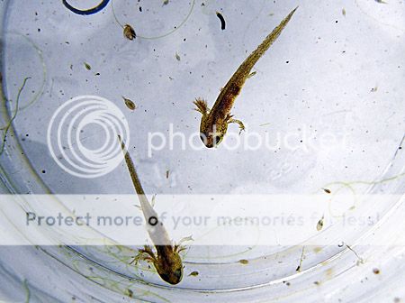 Larven kleine watersalamander krijgen achterpoten