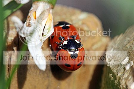 Eerste lentedag ook in de natuur zichtbaar