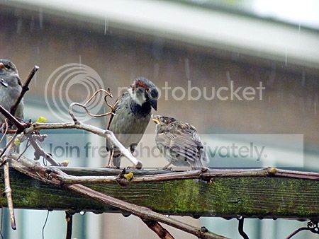 Jonge musjes worden in hevige regen door vader gevoerd