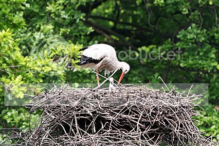 Ooievaarspaar op Koekamp heeft kuiken