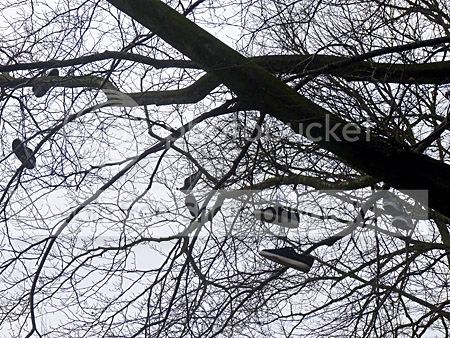 schoenen in de boom