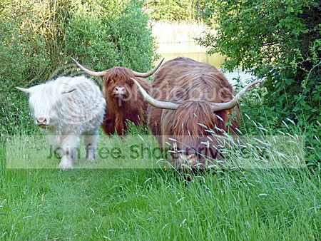Schotse hooglanders grazen in de Uithof Den Haag