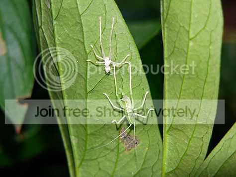 Larve sprinkhaan kruipt uit vel in Den Haag