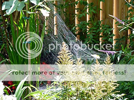 Trechterspin vergroot dagelijks zijn territorium in Den Haag