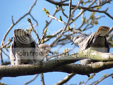 tortelduiven genieten van zon