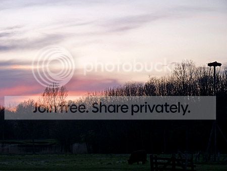 zonsondergang, galloway runderen en ooievaarspaal