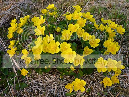 knalgele bloemen langs de waterkant