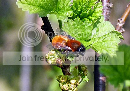 zandbij geniet van de zon