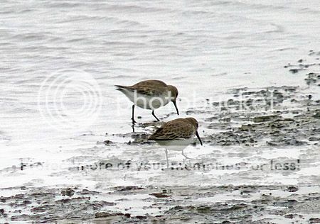 strandlopers bij eb op zandmotor Kijkduin