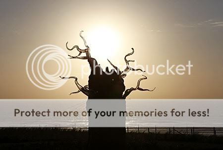 boom met glazen takken met zon als tegenlicht