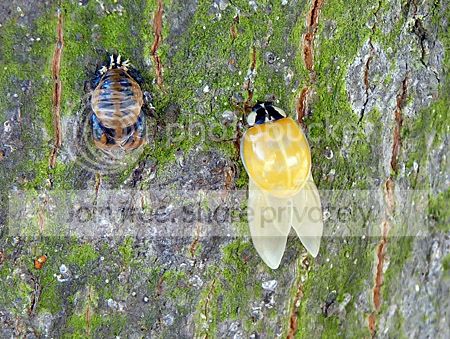 Veelkleurig aziatisch lieveheersbeestje pompt vleugels op