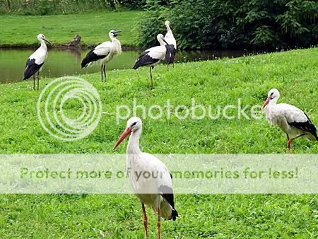 Ooievaars in Kruisvaarderspark