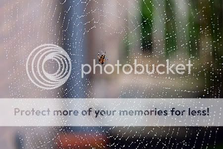 Spin in web vol regendruppels