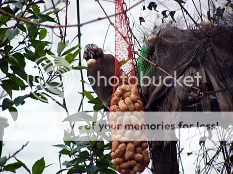 Vlaamse gaai met hele pinda