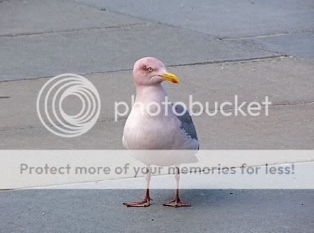 roze meeuw