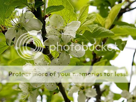 bloesems in onze boom