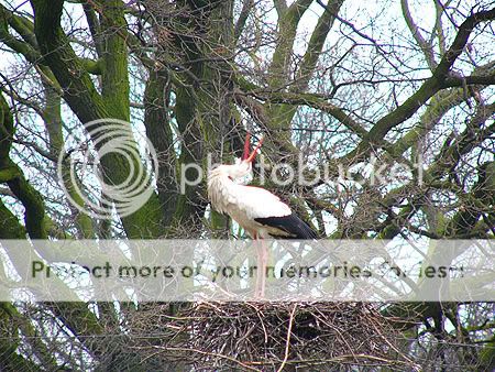 Klepperende ooievaar op Koekamp