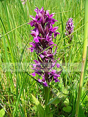 prachtige paarse hyacinthen?