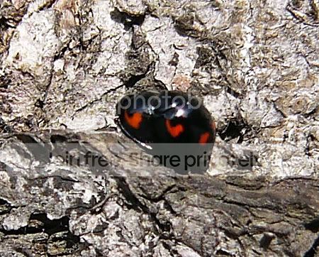 viervleklieveheersbeestjes